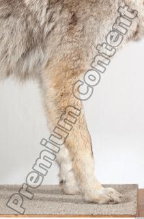 Wolf leg photo reference 0012